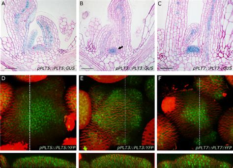 PLT3 PLT5 And PLT7 Are Expressed In Overlapping Domains At The