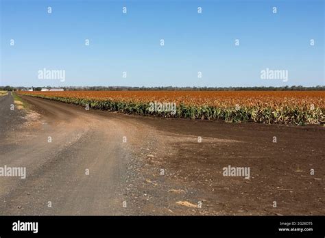 Large Broadacre Field Of Grain Sorghum Ripe And Ready To Harvest At