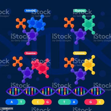 Dna Structure Genome Sequencing Concept Nanotechnology And Biochemistry Laboratory Molecule