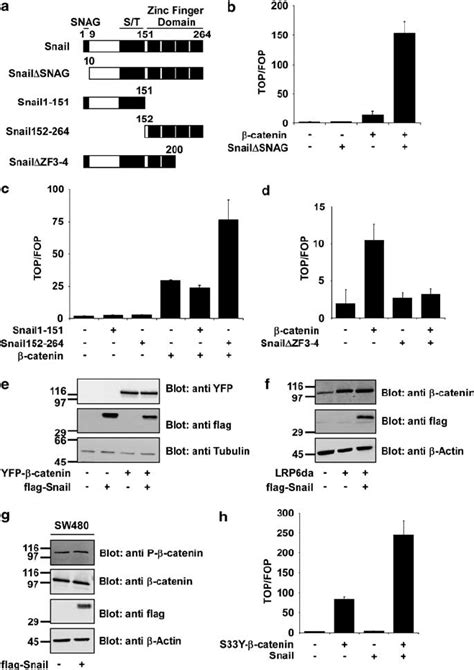 Transcriptional Activation By Snail Is Independent Of E Cadherin