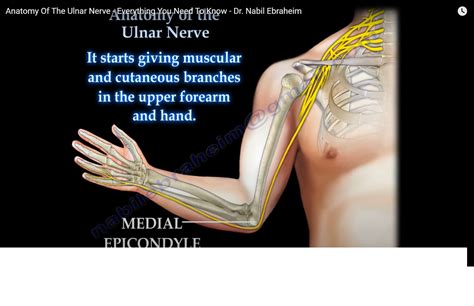 Easy Way To Memorize The Ulnar Nerve Npte Anatomy NBKomputer