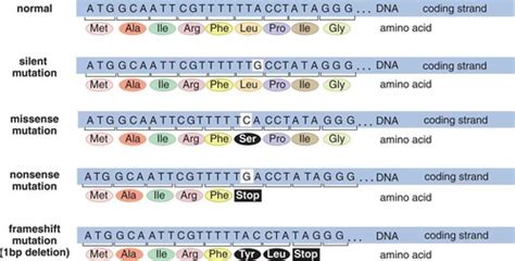 Kaplan Mcat Bio Chapter Genetic Evolution Flashcards Quizlet