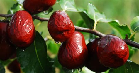 Jujube Varieties