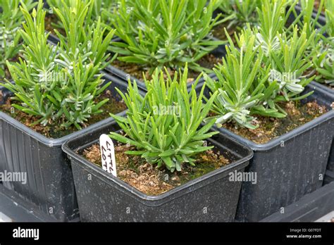 Lavender Seedlings Hi Res Stock Photography And Images Alamy