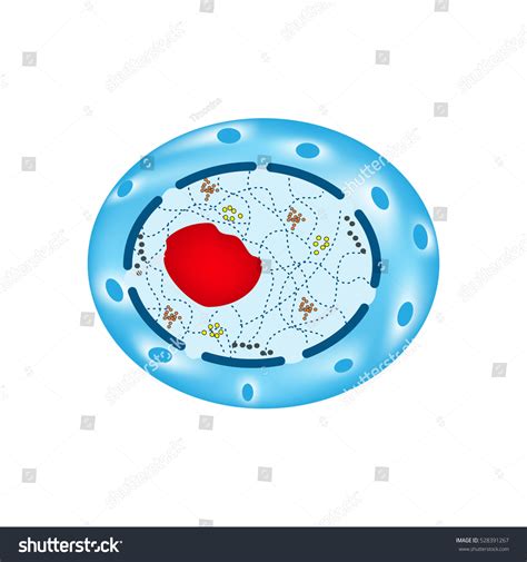 Structure Human Cell Nucleus Infographics Illustration Stock Illustration 528391267 | Shutterstock