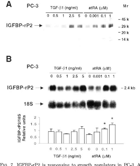 Figure 7 From Characterization Of Insulin Like Growth Factor Binding