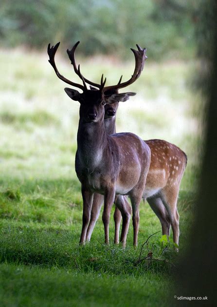 Zenfolio Uk Sdimagesfr Fallow Deer Stag