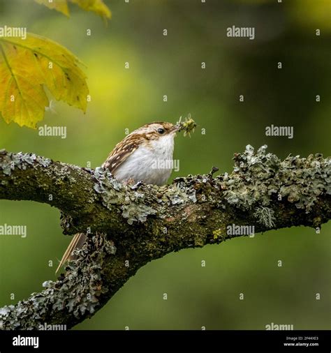 Treecreeper Certhia Familiaris With Food For The Chicks Stock Photo