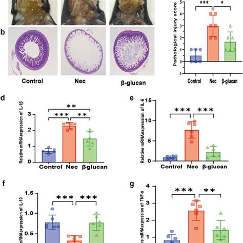 Effects Of Glucan On Gross Morphology Pathological Morphology