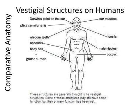 Vestigial Organs Definition Features Importance 52 OFF