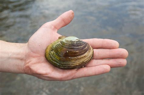 Freshwater Mussel