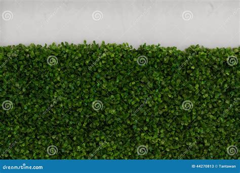 Grass and wall Texture stock image. Image of color, patio - 44270813