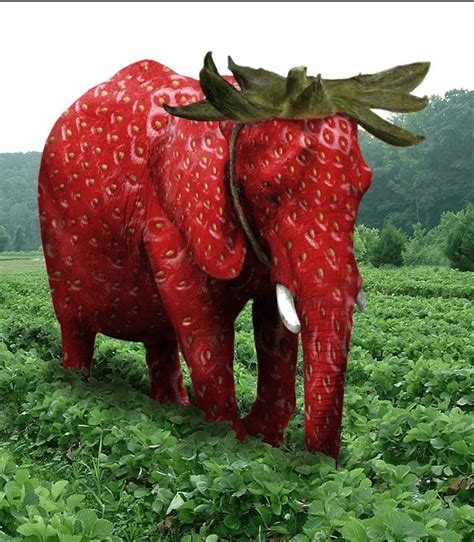 Strawberry Elephant In Real Life Pakistan Rihaveihaveihavereddit