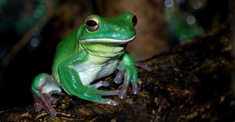 Fantastic Frogs Barrington Coast