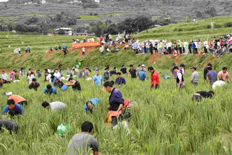 稻田摸鱼庆丰收 武定县人民政府