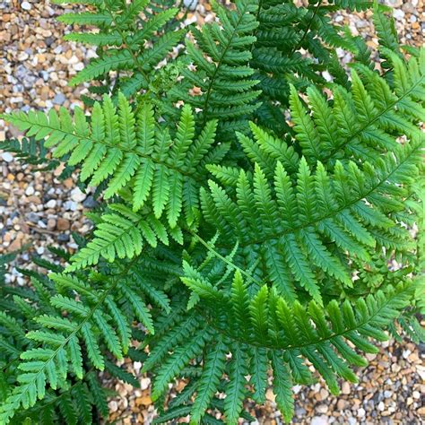 Dryopteris Affinis Big Plant Nursery