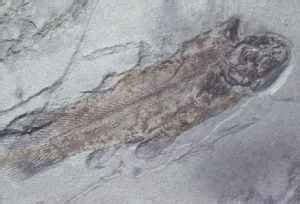 Living Fossils: Flowers and Fish | Answers in Genesis