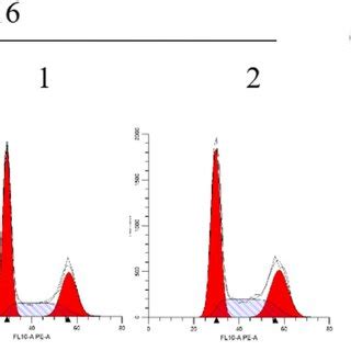 Morphological Changes Of HCT 116 Cells After Compound 4c Treatment The