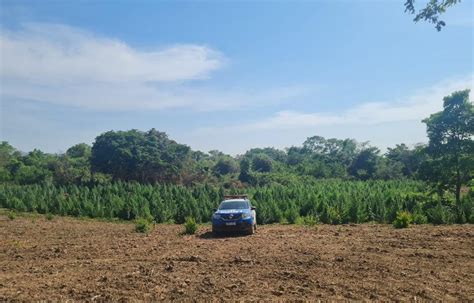 Em Goiás Polícia Militar encontra plantação mais de 3 mil pés de