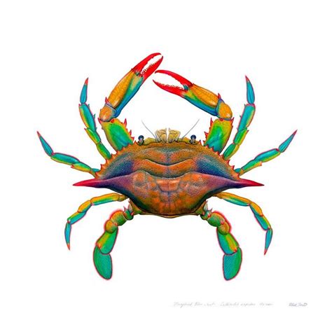 Flick Ford Maryland Blue Crab Watercolor Painting For Sale At 1stdibs