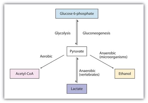 Stages Of Metabolism