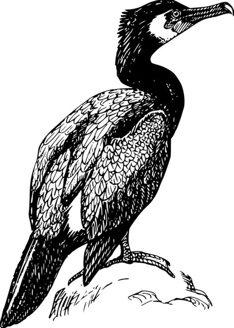 Cormorant Rock Bird Free Vector Graphic On Pixabay