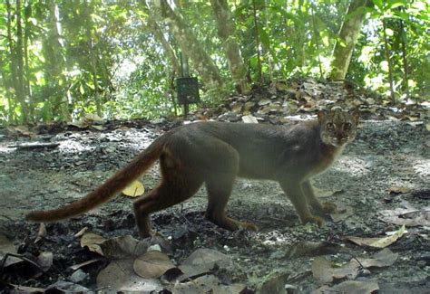 Borneo Bay Cat | Great Cats World Park