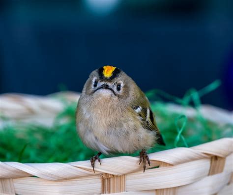 Close-Up Shot of a Passerine Bird · Free Stock Photo