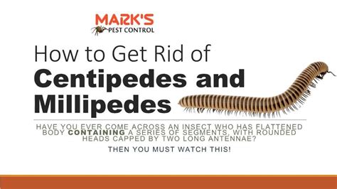 How To Get Rid Of Centipedes And Millipedes Video Centipede Millipede