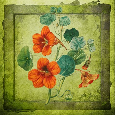 Vintage Art Illustration Flowers Free Stock Photo Public Domain Pictures