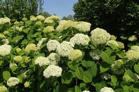 Hortensje krzewiaste zakwitają już w lipcu i nie kapryszą Sprawdź jak