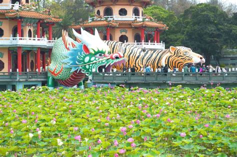 蓮池潭蓮花盛開 左營賞花散步小旅行－高雄旅遊網