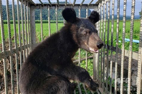 ツキノワグマの子ども5匹を救出 ラオス 写真5枚 国際ニュース：afpbb News