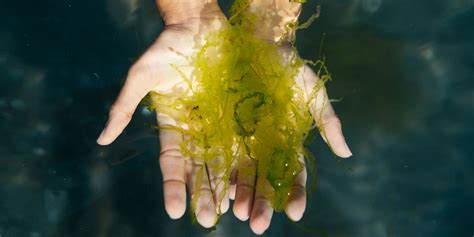 Everything You Need To Know About Seaweed In Skin Care