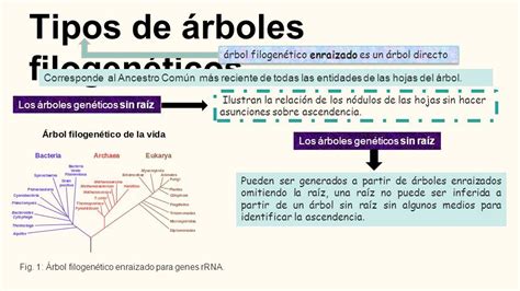 CLASIFICACIÓN Tipos de Árbol Filogenéticos Alumna Miriam Sanaguaray