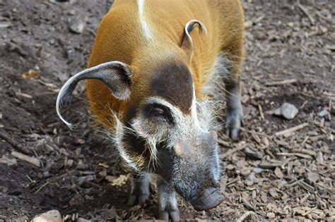 List Of 13 Animals With Pointy Ears With Pictures