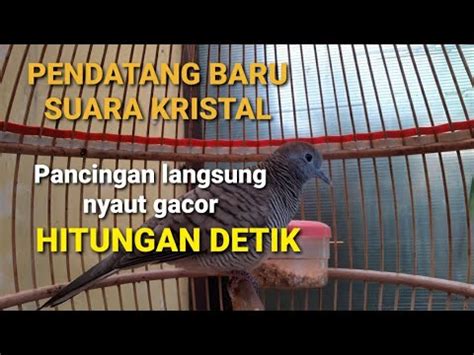 Suara Kristal Sangat Jernih Pancingan Langsung Nyaut Gacor Hitungan