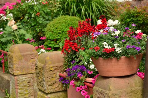 Flowering Plants For Pots