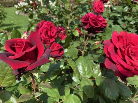 Rose Camp David 3ft Std 250mm The Garden Feast