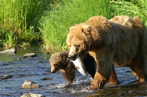 Kodiak Brown Bear Center GoNorth Alaska