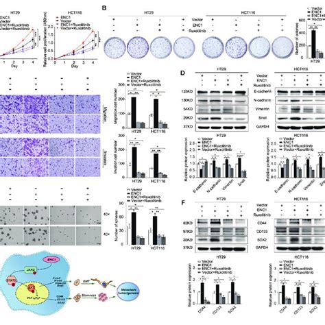 Enc1 Accelerates Cell Proliferation Migration Invasion Emt And