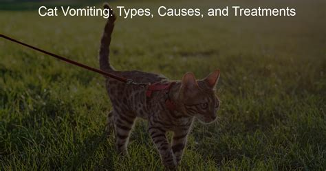 Cat Vomiting: Types, Causes, and Treatments - Harness Hug