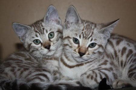 Snow Bengal kittens, Snow Bengal kittens for sale, Bengal cats for sale, Bengal kittens for sale ...