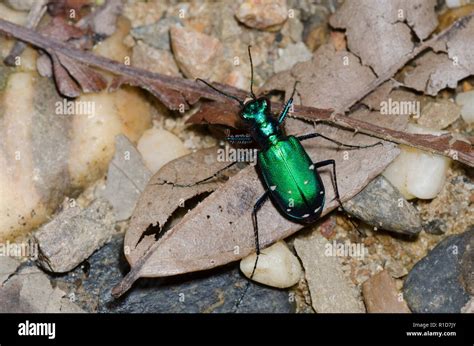 Six Spotted Tiger Beetle Cicindela Sexguttata Stock Photo Alamy