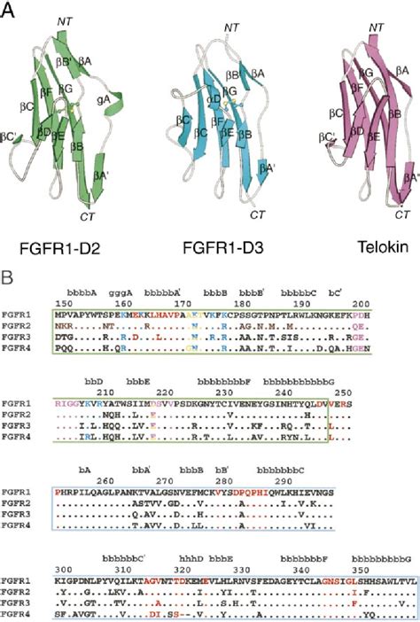 Figure 2 from Structural Basis for FGF Receptor Dimerization and ...