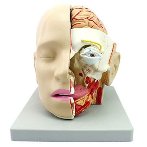 Head Anatomy Anatomical Model Of Human Mouth Nasal Cavity And Throat