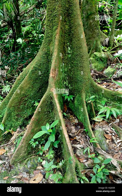 Ceiba Baumwurzeln Caribbean National Forest El Yunque Regenwald