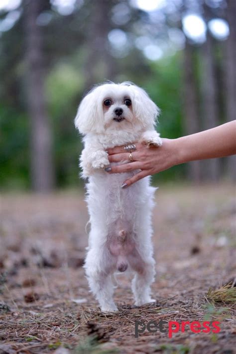 Guide to Maltese Dog Exercise: Prepare to Be Amazed - PetPress