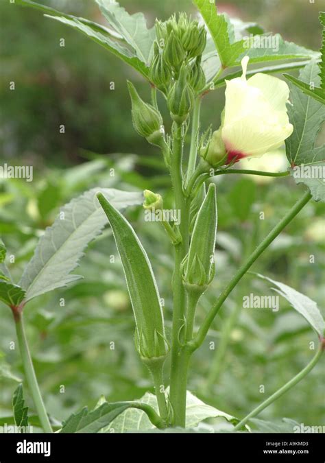 Lady Fingers Plant Growing Lady S Finger In Containers Okra Planting