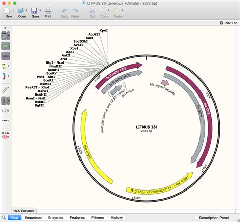 Convert Geneious Files To Snapgene Dna Format Snapgene